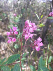 Apocynum venetum