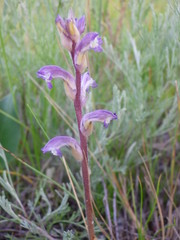 Orobanche cernua