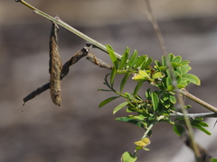 Tephrosia noctiflora