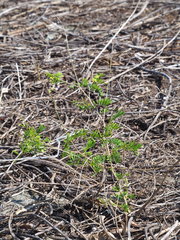 Tephrosia noctiflora