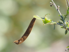 Tephrosia noctiflora