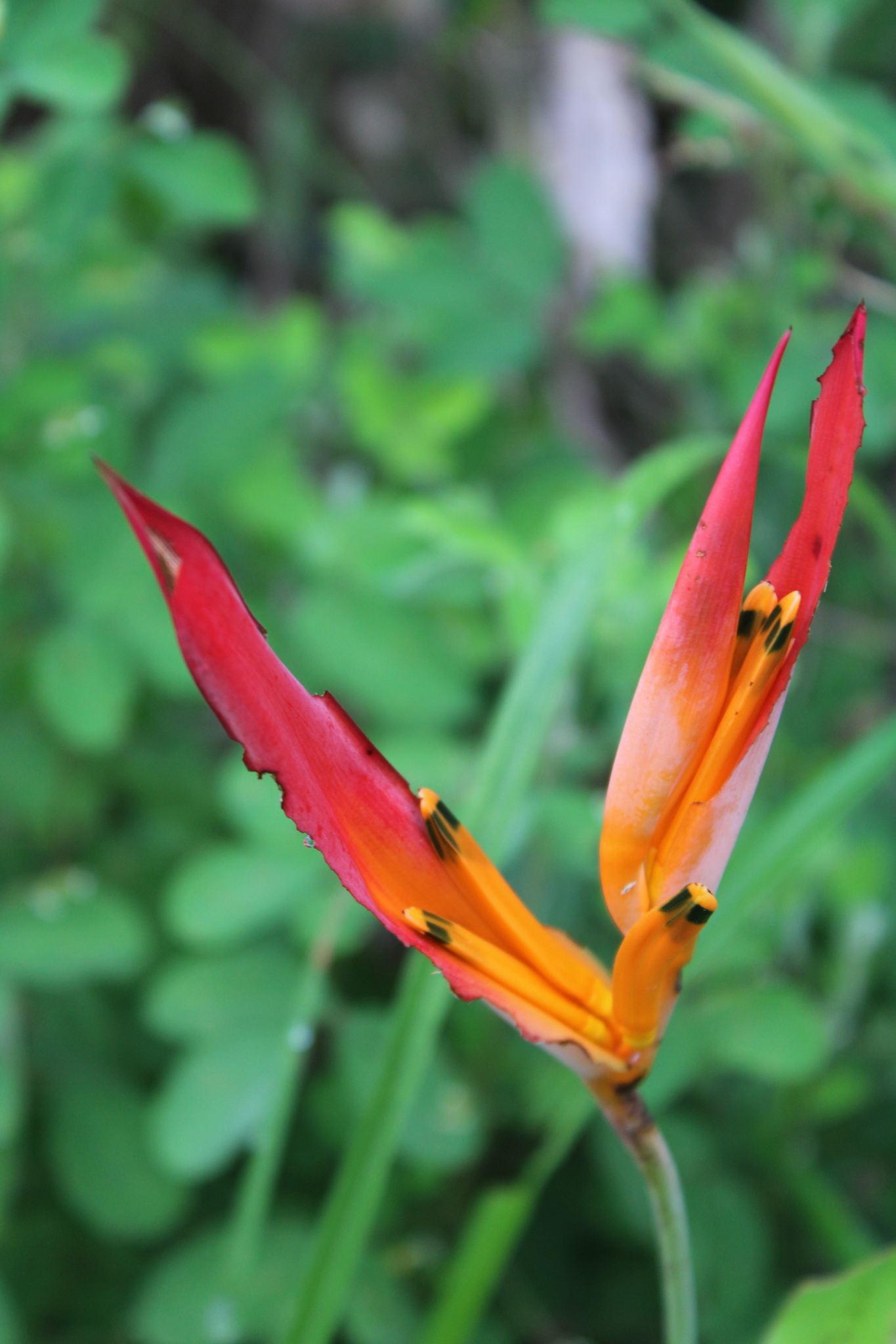 Heliconia psittacorum
