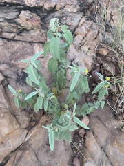 Corchorus kirkii