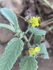 Corchorus kirkii