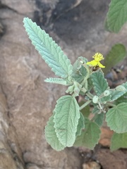 Corchorus kirkii