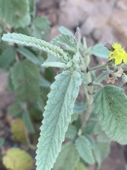 Corchorus kirkii