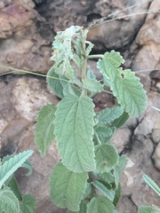 Corchorus kirkii