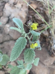 Corchorus kirkii