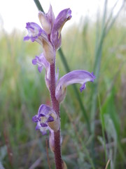 Orobanche cernua