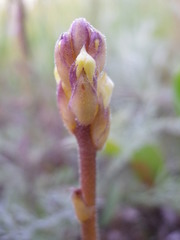 Orobanche cernua