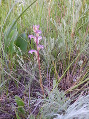 Orobanche cernua