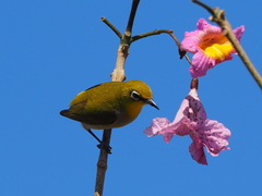 Swinhoe's White-Eye photo 2