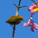 Swinhoe's White-Eye - Photo (c) 葉子, some rights reserved (CC BY-NC), uploaded by 葉子