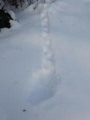 Canachites canadensis