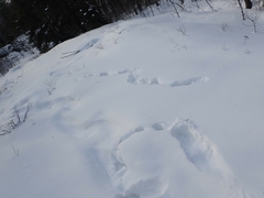 Canachites canadensis