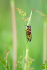 Cicadetta concinna