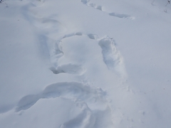 Canachites canadensis