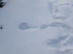 Canachites canadensis