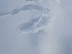 Canachites canadensis