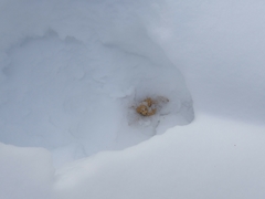 Canachites canadensis