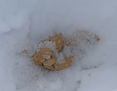 Canachites canadensis