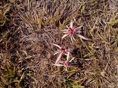 Euphorbia radians