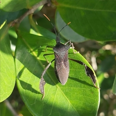 Leptoglossus ingens