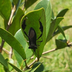 Leptoglossus ingens
