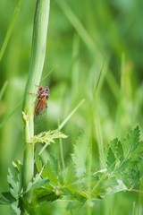 Cicadetta cantilatrix
