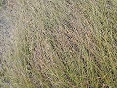 Isolepis costata