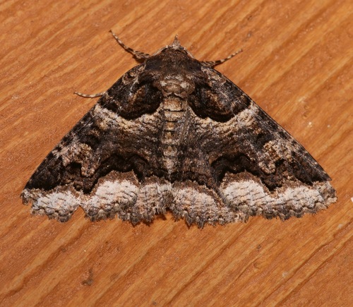 Double-banded Zale Moth photo 5