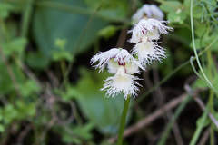 Huttonaea grandiflora