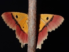 Herochroma urapteraria