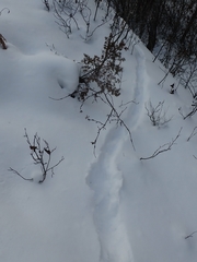 Canachites canadensis