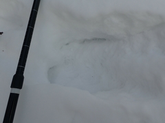 Canachites canadensis