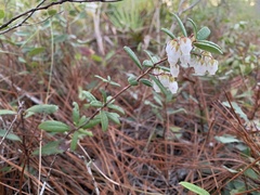 Pieris phillyreifolia