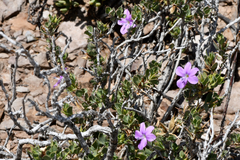 Barleria stimulans