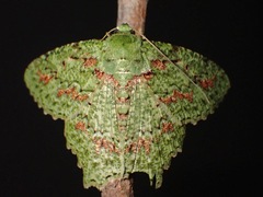 Herochroma urapteraria