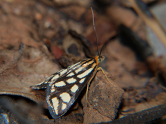 Loxostege flavinigralis