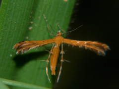 Stenodacma pyrrhodes