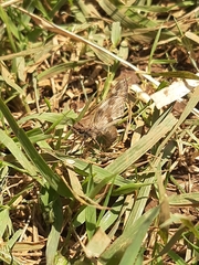 Heliopetes domicella