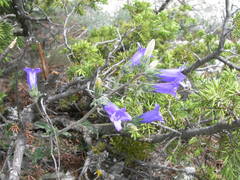 Campanula komarovii