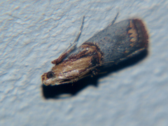Ortholepis polyodonta
