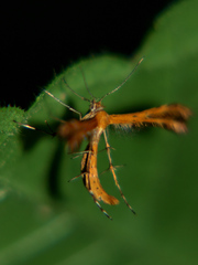 Stenodacma pyrrhodes