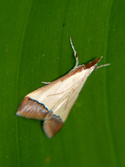 Pseudonoorda rubricostalis