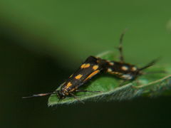 Eretmocera laetissima
