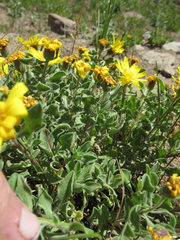 Heterotheca pedunculata