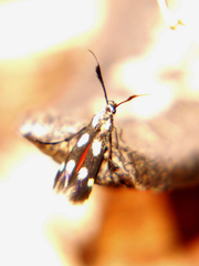 Eretmocera laetissima