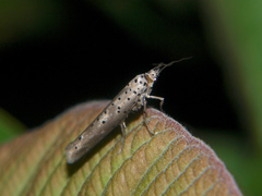 Yponomeuta fumigatus