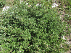 Salix brachycarpa brachycarpa